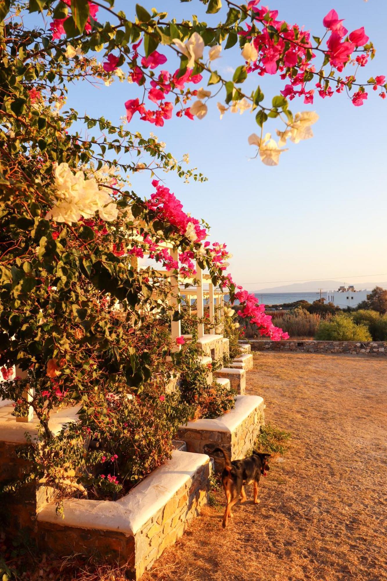 Sunny Studios Naxos Aliko Beach Ngoại thất bức ảnh